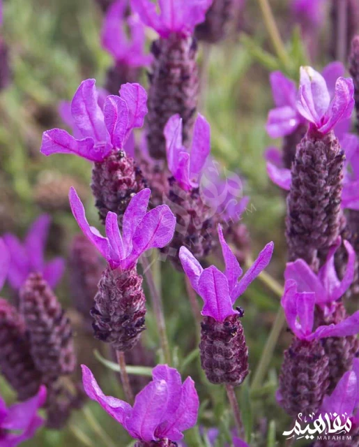 اللافندر الفرنسي اللافندر الفرنسي