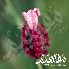 كيو الخزامى الأحمر  كيو الخزامى الأحمر