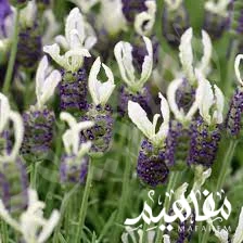 lavender ballerina lavender ballerina