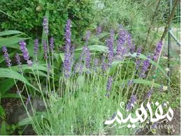 لافندر صغير  لافندر صغير