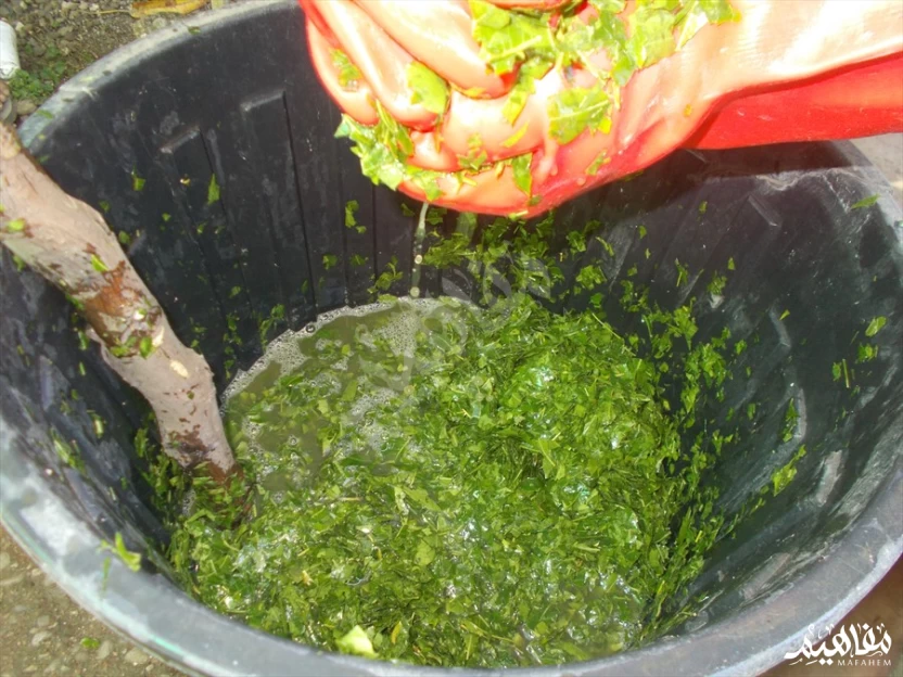 خلطة النيم خلطة النيم