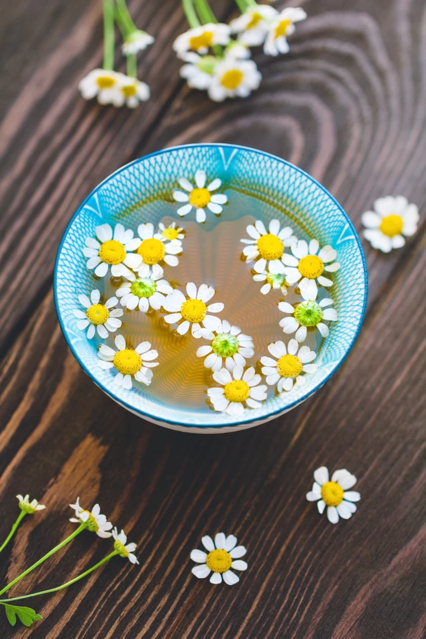Chamomile Chamomile