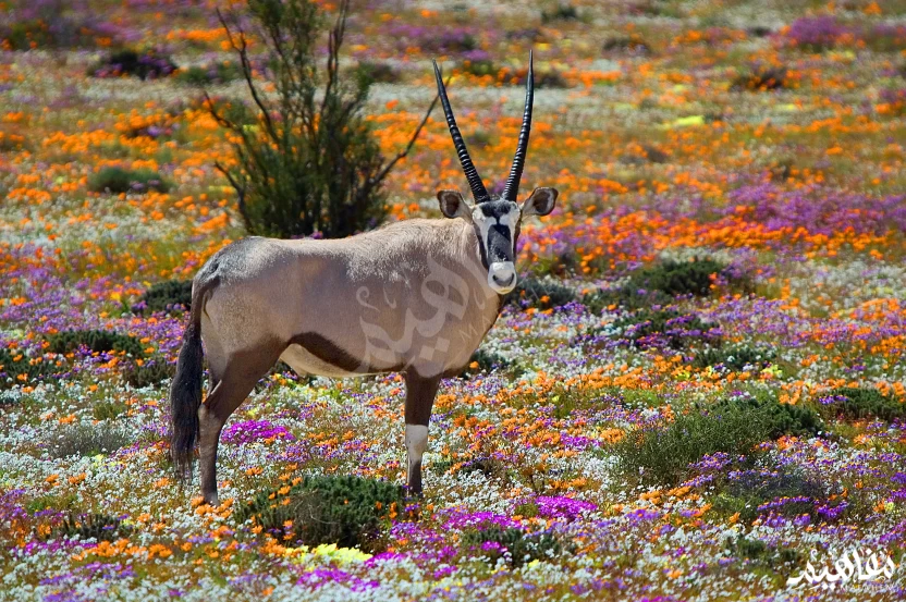 جنوب افريقيا جنوب افريقيا