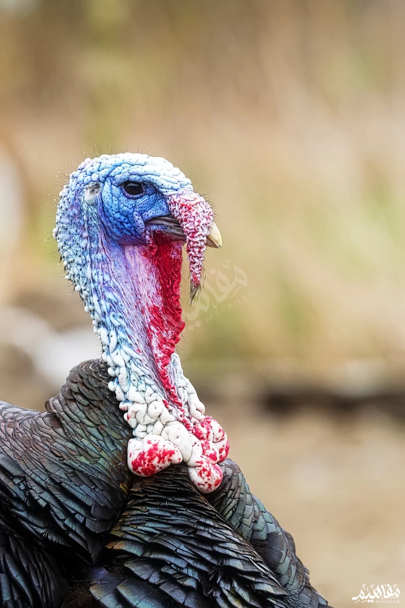 الفراخ الرومي الفراخ الرومي