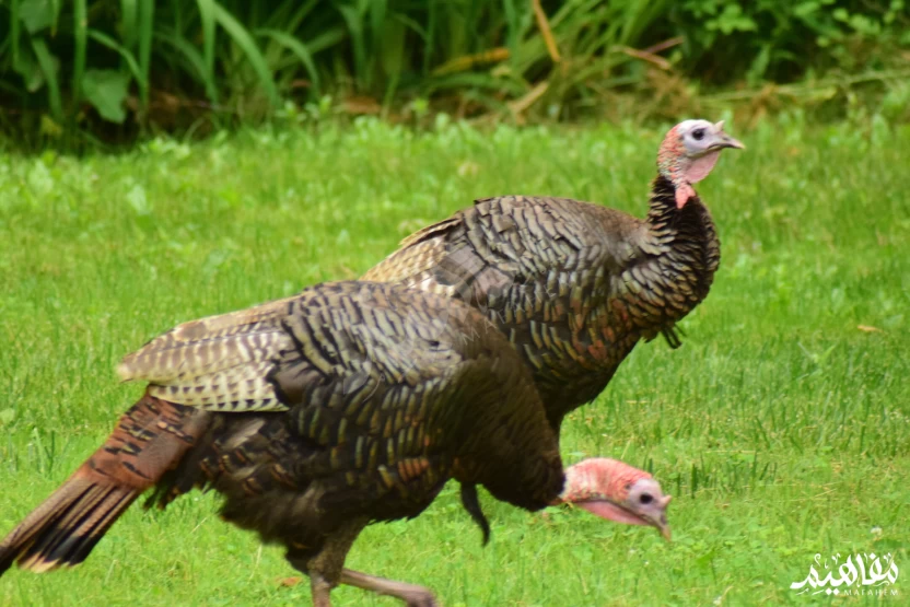 أكل الديوك الرومي أكل الديوك الرومي