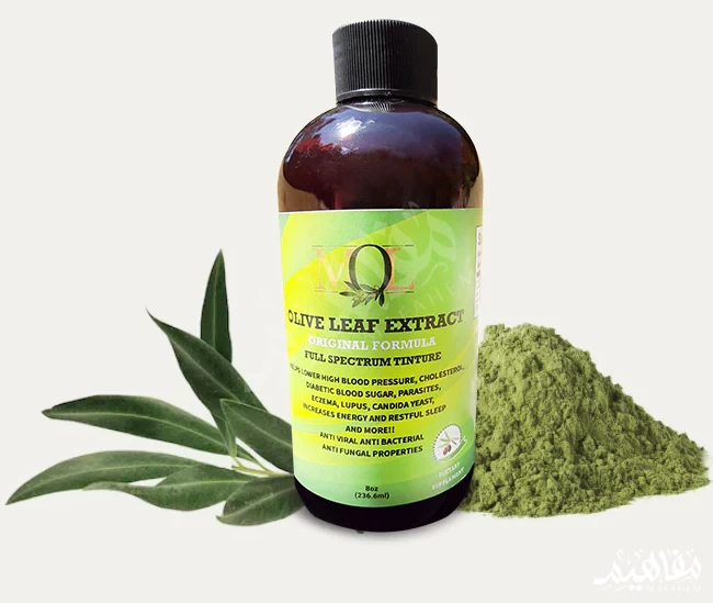 Olive leaf extract for nail fungus Olive leaf extract for nail fungus