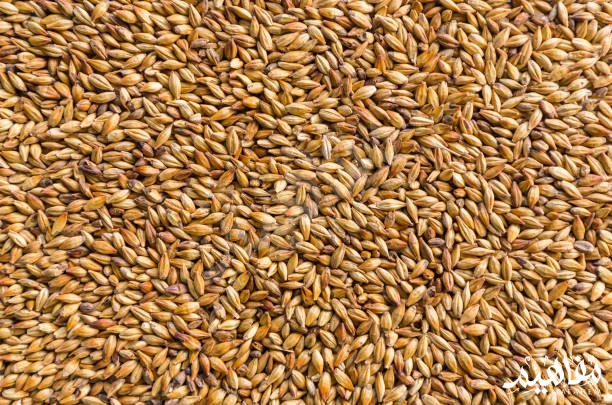 barley