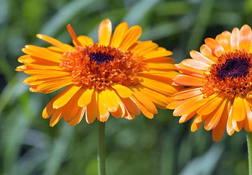 آذريون آذريون