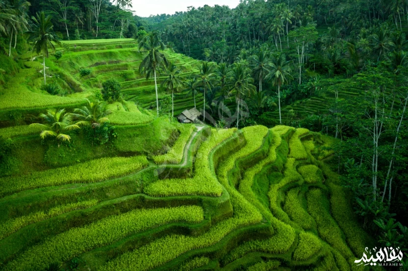 Tegallalang rice terraces in Ubud Tegallalang rice terraces in Ubud