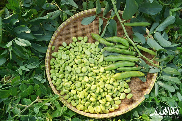 الفول الاخضر الفول الاخضر
