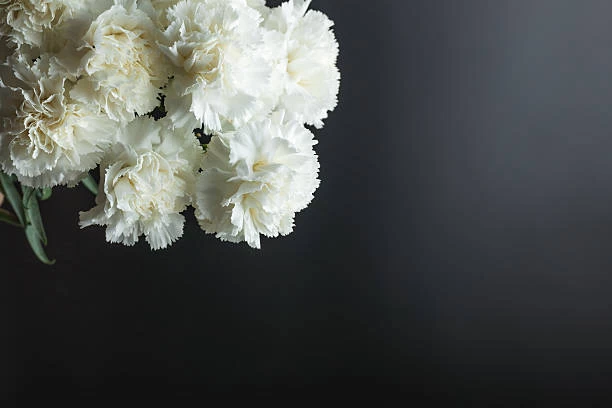 القرنفل الابيض القرنفل الابيض