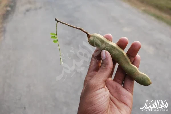 tamarind benefits tamarind benefits