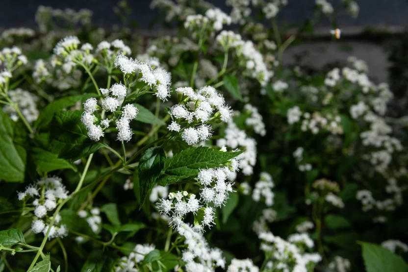 نبات سام نبات سام