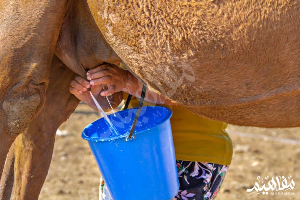 Camel Milk  Camel Milk