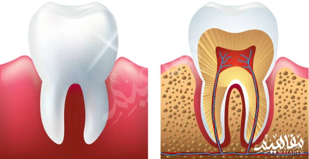 عصب الاسنان عصب الاسنان
