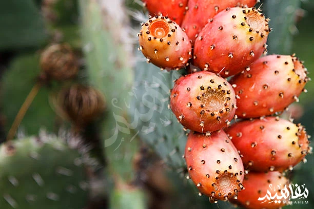 prickly pear benefits prickly pear benefits