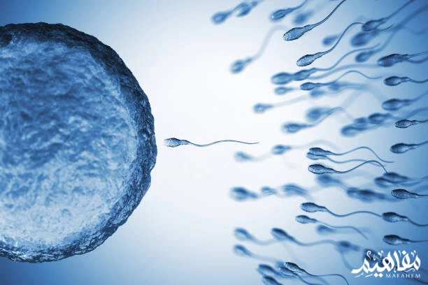 fertilization of the ovum fertilization of the ovum