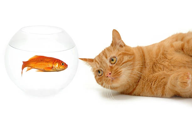 الأسماك الأسماك