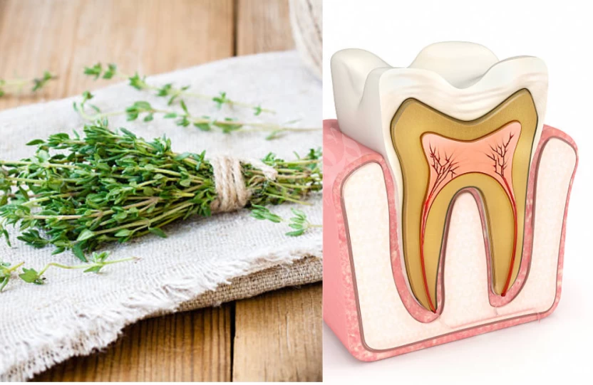 الزعتر وعلاج التهاب العصب الزعتر وعلاج التهاب العصب