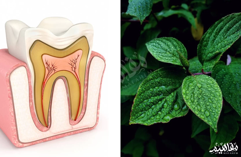 أوراق النعناع وعلاج التهاب عصب الاسنان أوراق النعناع وعلاج التهاب عصب الاسنان