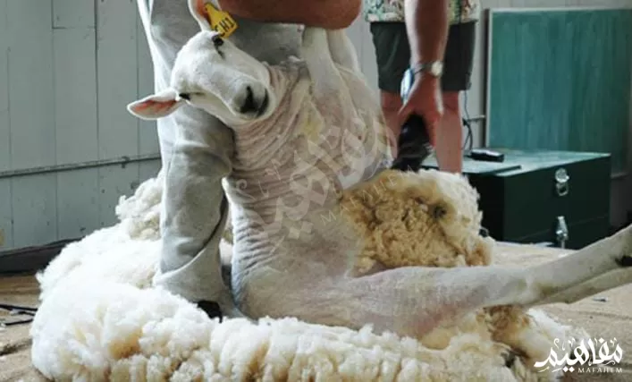 الحصول على الصوف للسجاد المغربي الحصول على الصوف للسجاد المغربي