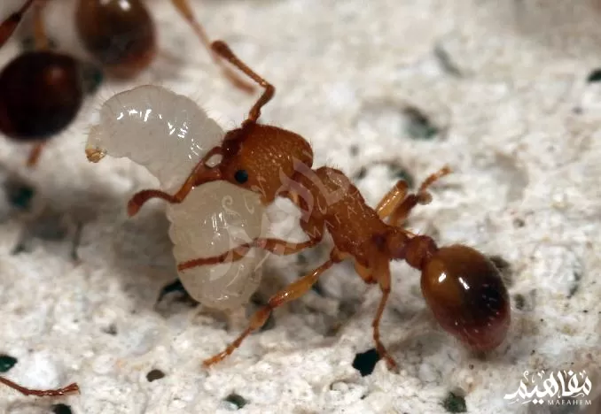 النمل آكل اللحوم 