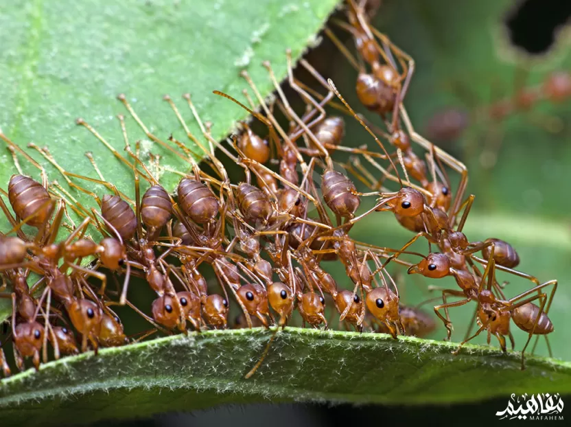 النملة صافي