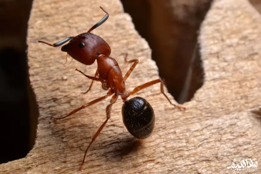 النملة بالت Balt Ant