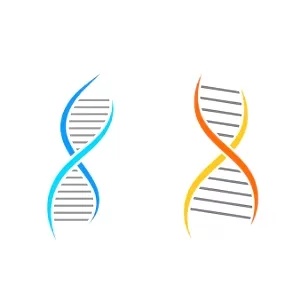 قراءة تحليل الكروموسومات قراءة تحليل الكروموسومات