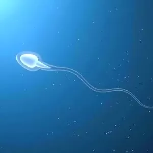 كم مرة يجب على الرجل إطلاق الحيوانات المنوية؟ كم مرة يجب على الرجل إطلاق الحيوانات المنوية؟