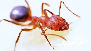 النمل الناري Fire ants