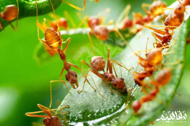 نمل الشجر الأخضرGreen tree ants