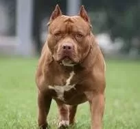 كلاب-البيتبول كلاب-البيتبول