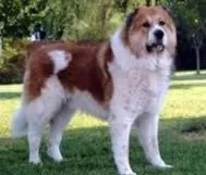 كلب-القوقازي كلب-القوقازي