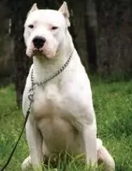 كلب-دوجو-ارجنتينو كلب-دوجو-ارجنتينو