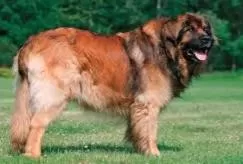 كلب-ليونبيرجير كلب-ليونبيرجير