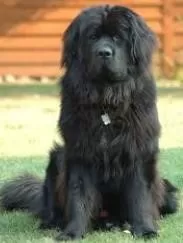 كلب-نيو-فاوندلاند كلب-نيو-فاوندلاند