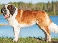 كلب-سانت-برنارد كلب-سانت-برنارد