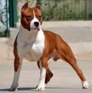 كلب-ستاف-الإنجليزي كلب-ستاف-الإنجليزي