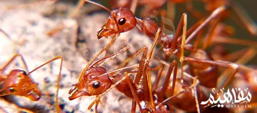 نملة الأحمر