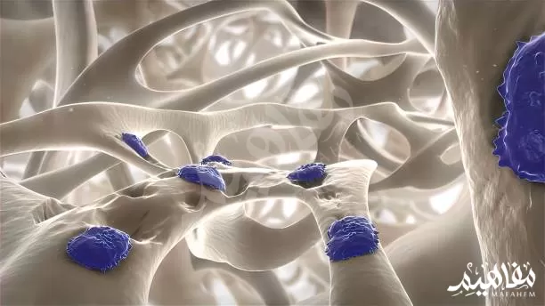 نمو_العظام نمو_العظام