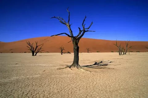 صحراء كالاهاري صحراء كالاهاري