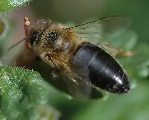 النحل الأسود النحل الأسود