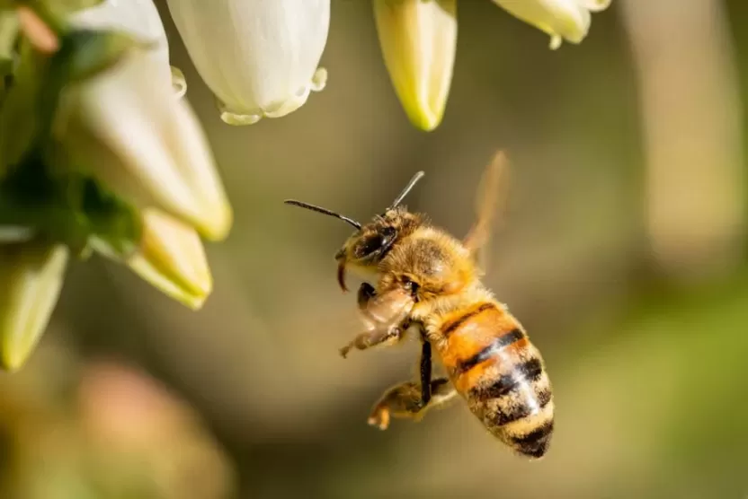 أنواع النحل أنواع النحل