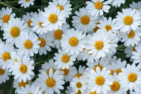 Daisy flower Daisy flower