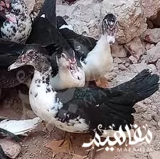 البط_البلدي البط_البلدي