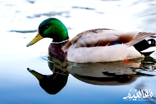 البط البريّ أو ما يُسمّى ببط الخُضاريّ البط البريّ أو ما يُسمّى ببط الخُضاريّ