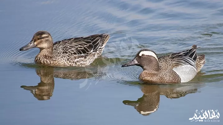 البط الغاطس أو البط البحري البط الغاطس أو البط البحري