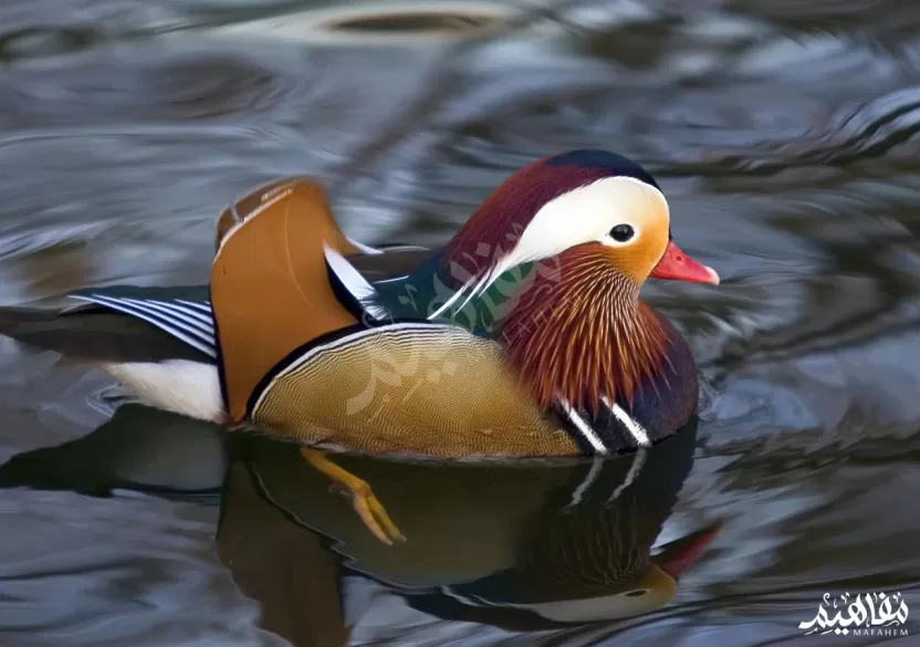 البط الجميل البط الجميل