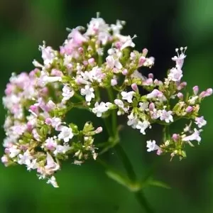 ما هي عشبة الناردين؟ ما هي عشبة الناردين؟